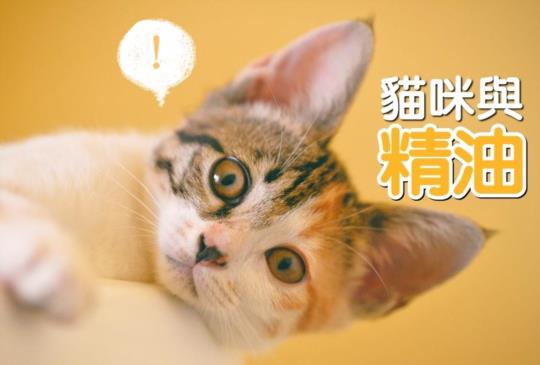 【精油專家告訴你】貓咪、狗狗也可以使用精油嗎？（分頁閱讀）